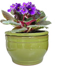 African Violet Pots Self Watering Round Ceramic Violet Pot by Dphagesy