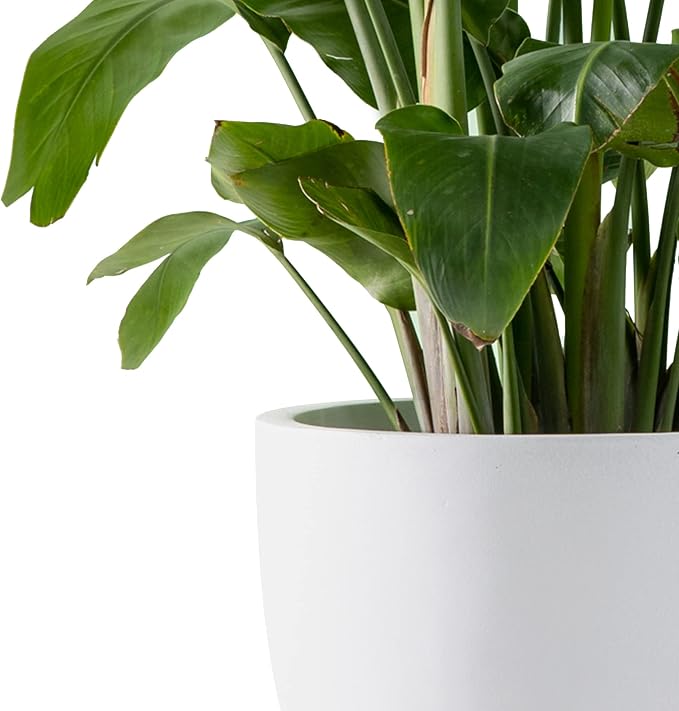Kante 16.5" Dia Round Concrete Planter, Large Outdoor Modern Indoor Decorative - Image 9