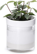 Phoenix Vine 4 Inch Self Watering Planter by Phoenix+Vine