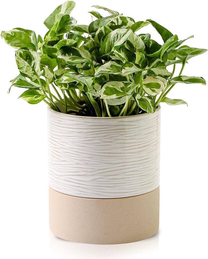 Nihow Self Watering Plant Pot: 6 Inch Ceramic Planter by Nihow