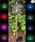 Solar Powered Garden Stake LED Light by RELIGHTABLE