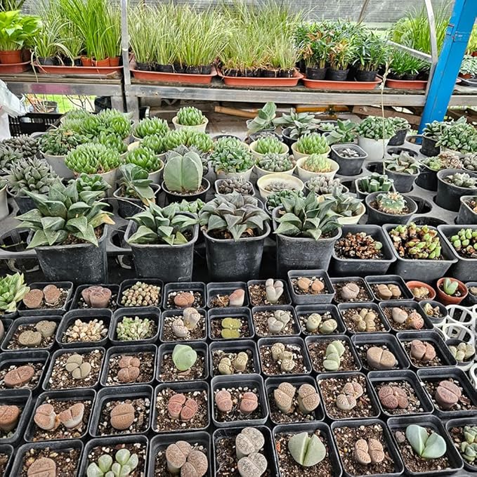 60 Pcs Nursery Pots 2.7 Inch, Plastic Seed Starting Pot - Image 6