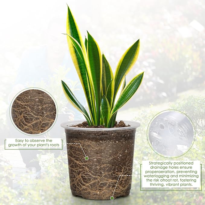 4/5/6/7 Inch Clear Nursery Pots - Image 3