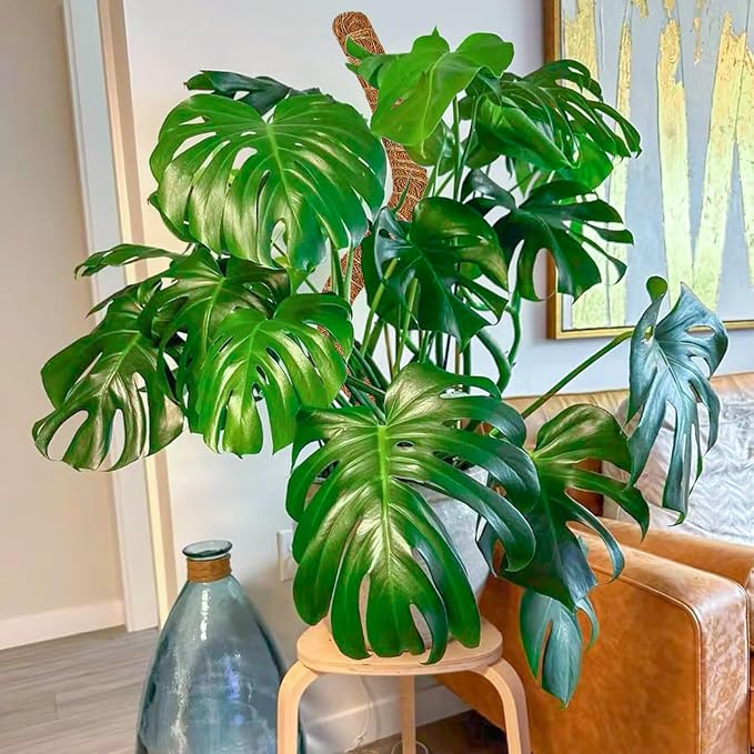 2 Pack 60 Inch Moss Pole Monstera Plant Support, Coir Moss Poles - Image 7