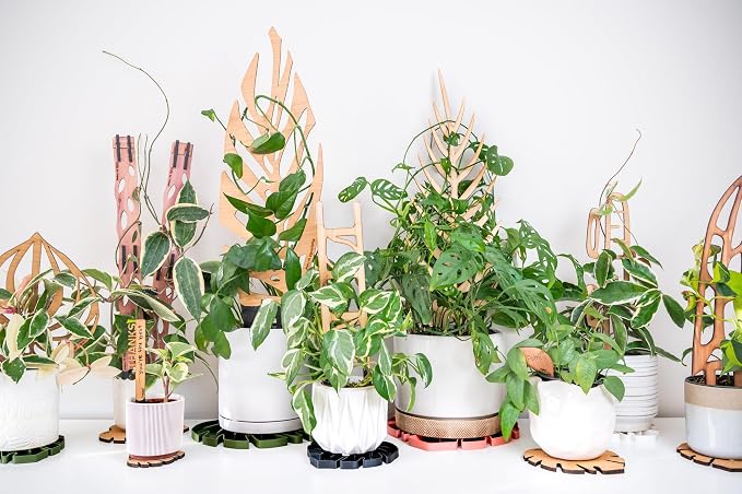 Treleaf Zella Regular Starter Kit – Wooden Extendable Plant Trellis - Image 5